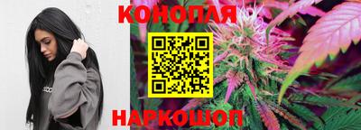 стафф Кингисепп